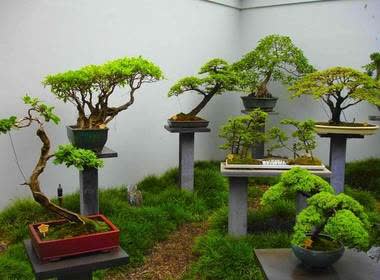 Art du Bonsai