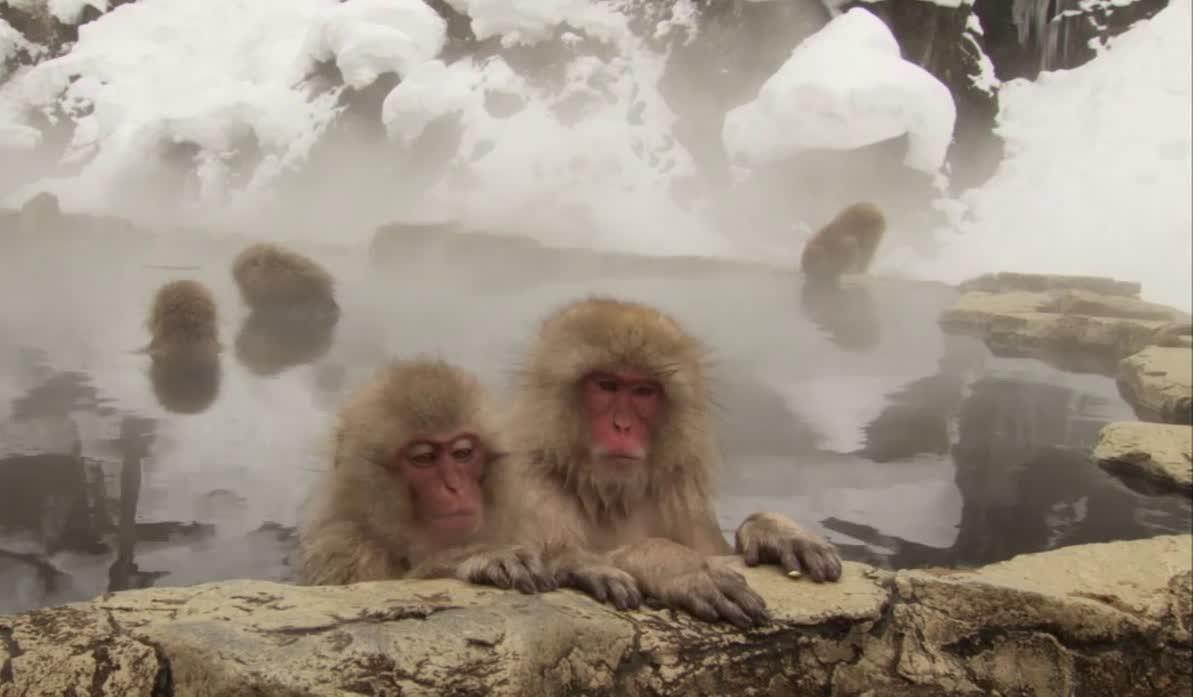 Onsen et Macaques en duo au bain chaud