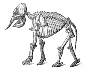 Elephant squelette