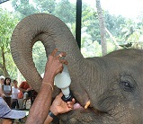 Elephanteau prenant son biberon