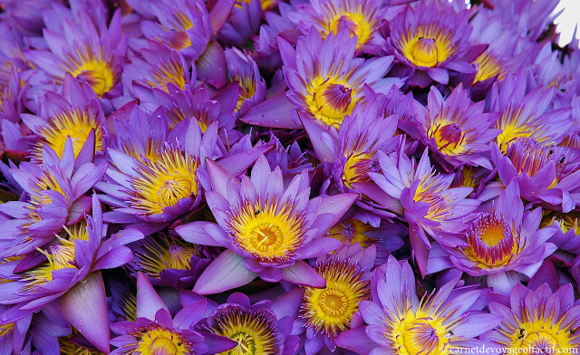 Bouquet de Lotus bleu
