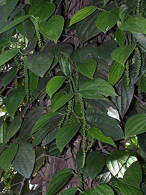Poivre de Matale